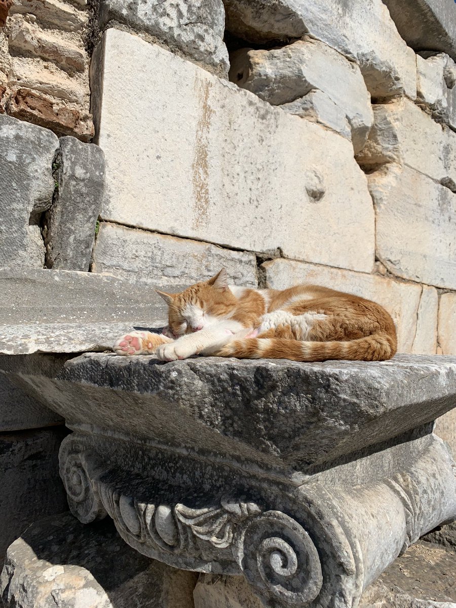 Cats among the ruins of Ephesus (Eφεσος), ancient greek city on the aegean, today in Turkey.