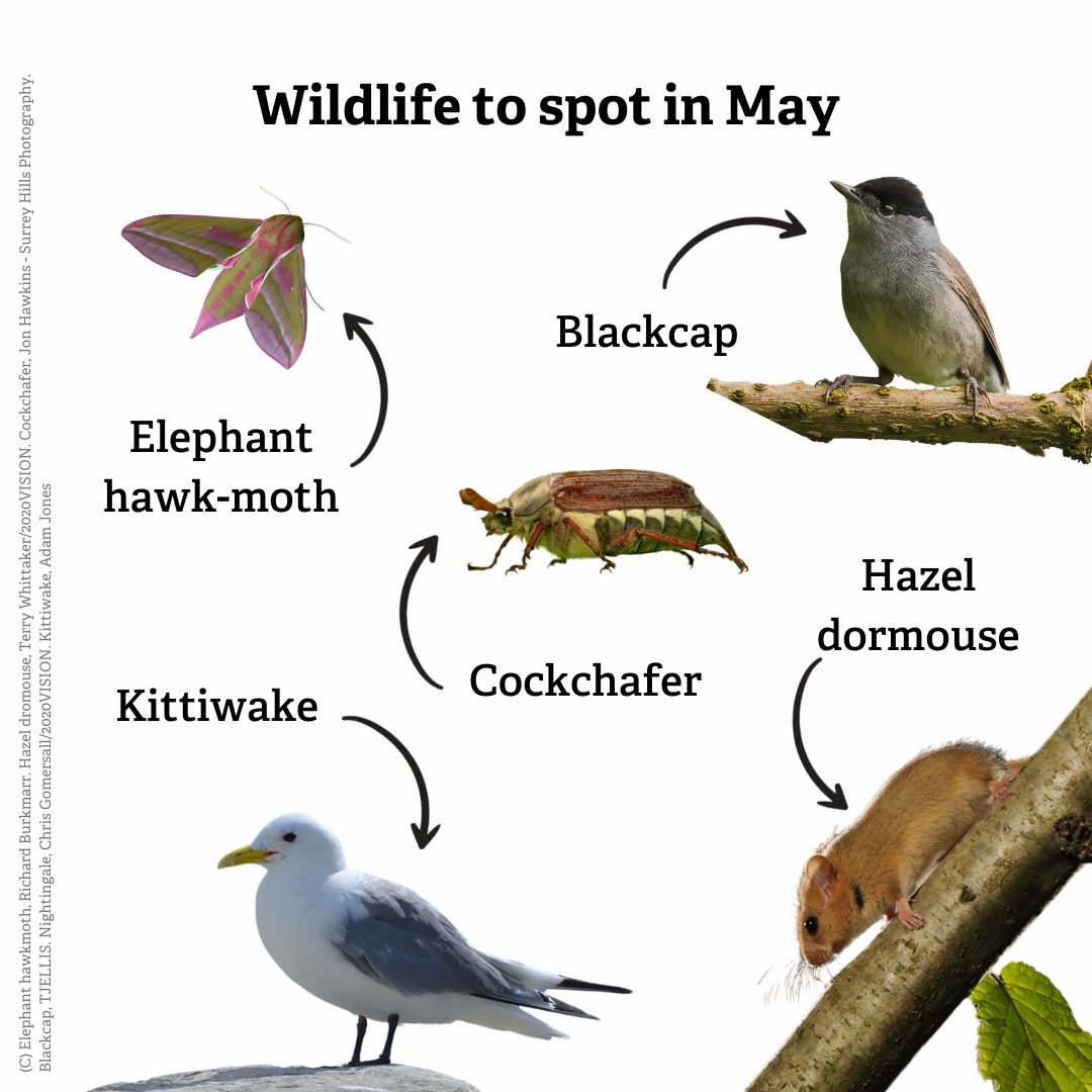 We're well into the swing of spring! 🌼 Keep an eye out for these marvellous species this May 🔎