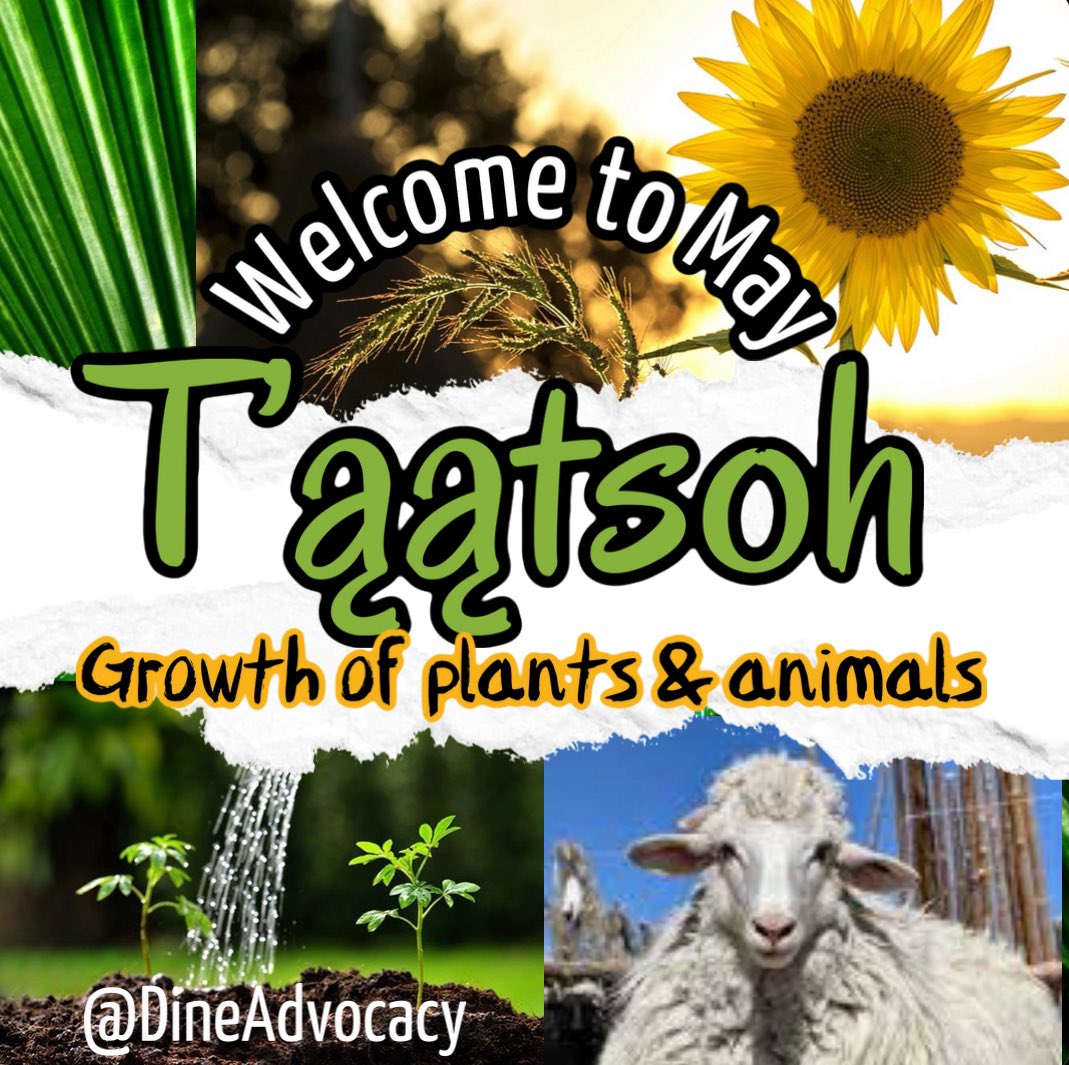 🌻☀️🐑Welcome to Tʼą́ą́tsoh! This new month of May brings new growth of plant and animal life. We hope you will have a blessed start of the planting season for a bountiful harvest for the fall. This week is also #MMIWR ❤️ awareness week #NoMoreStolenSisters #NoMoreStolenRelatives