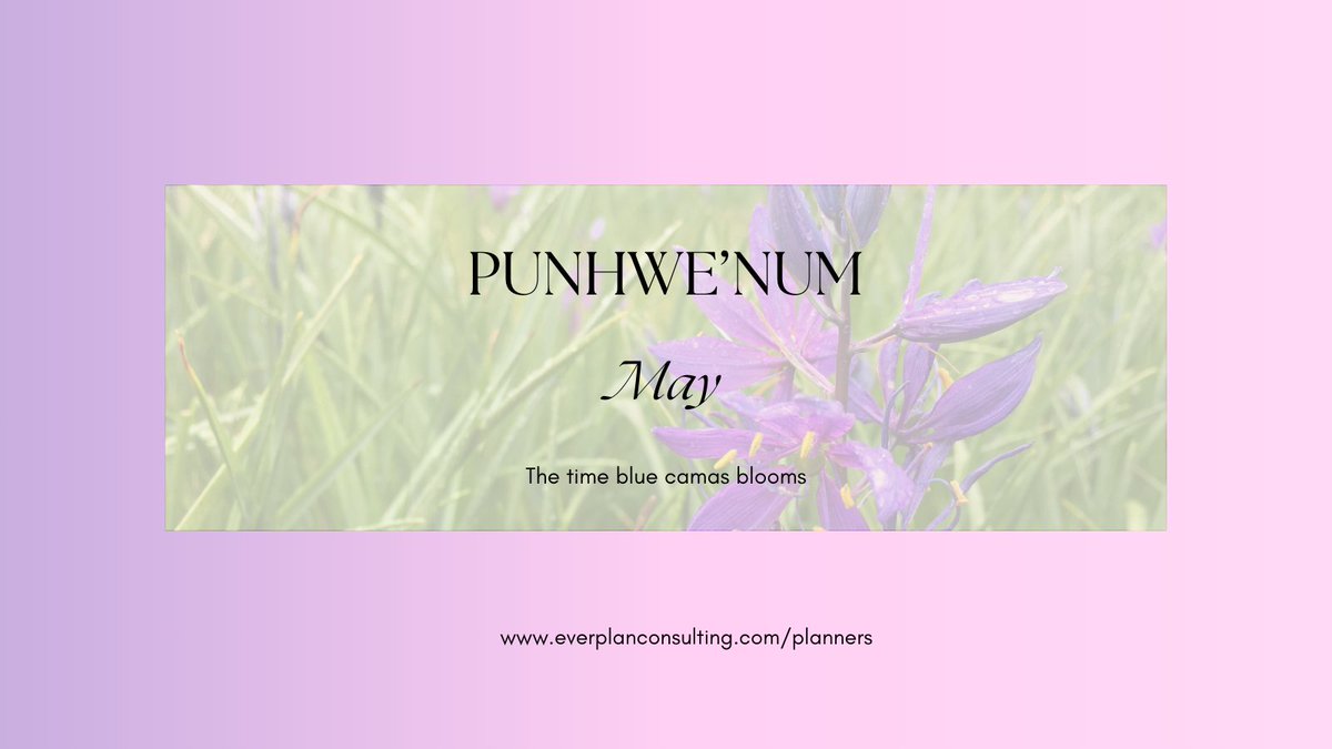 Punhwe’num — May 🌷
The time blue camas blooms 

Hiiye’yutul tst ‘u to’ mukw’ stem ‘i ‘u tun’a tumuhw 🌳
(Everything in nature is a part of our family we are all relatives)

#Hulquminum #ReclaimingLanguage #IndigenousLanguages