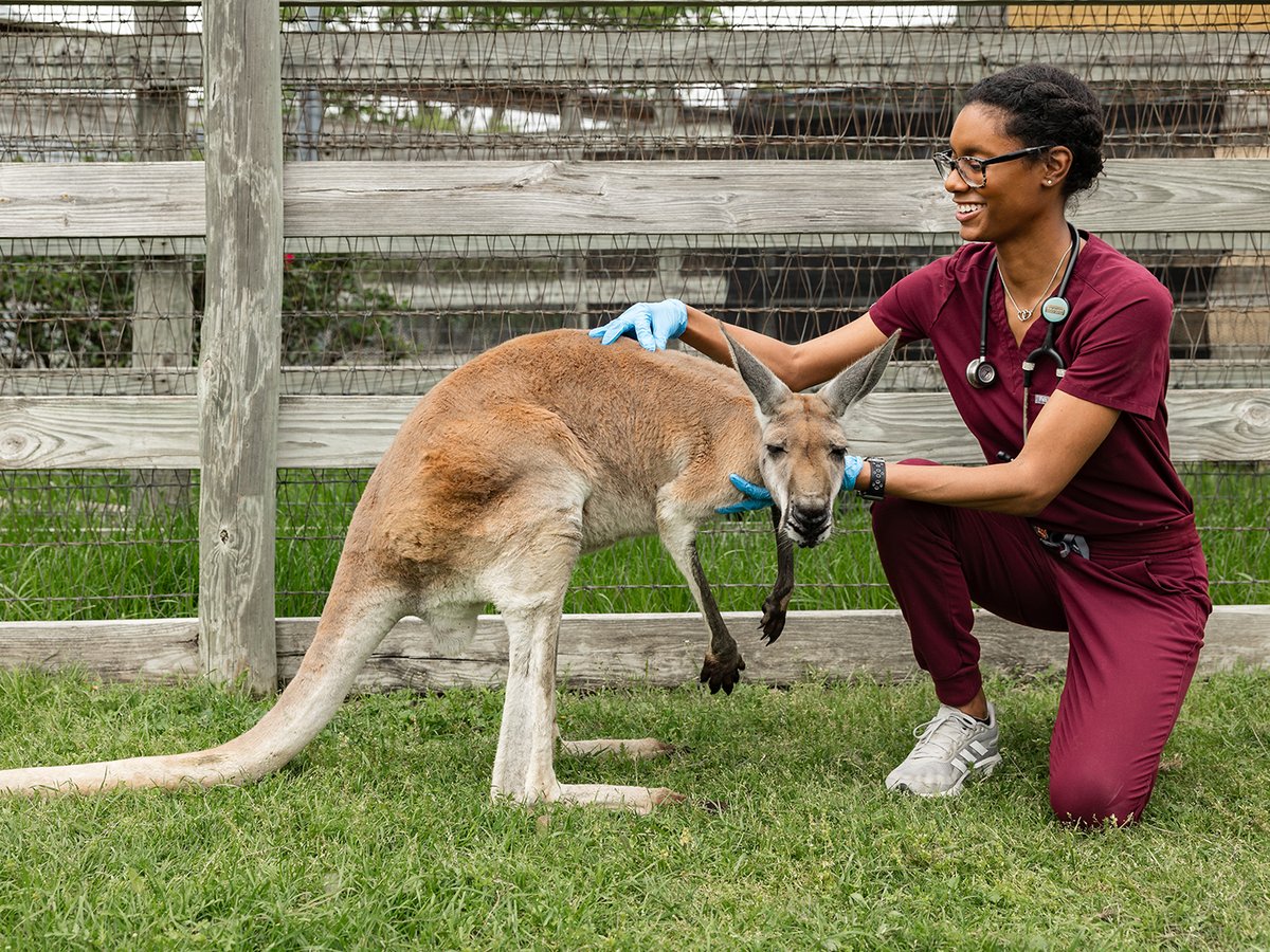 Over the course of four years as a Texas A&M DVM student, Amiri Fowler Cadena has been guided by a thirst for knowledge and desire to discover opportunities within the field of veterinary medicine. #TAMUVetMed Read more: vetmed.tamu.edu/news/press-rel…