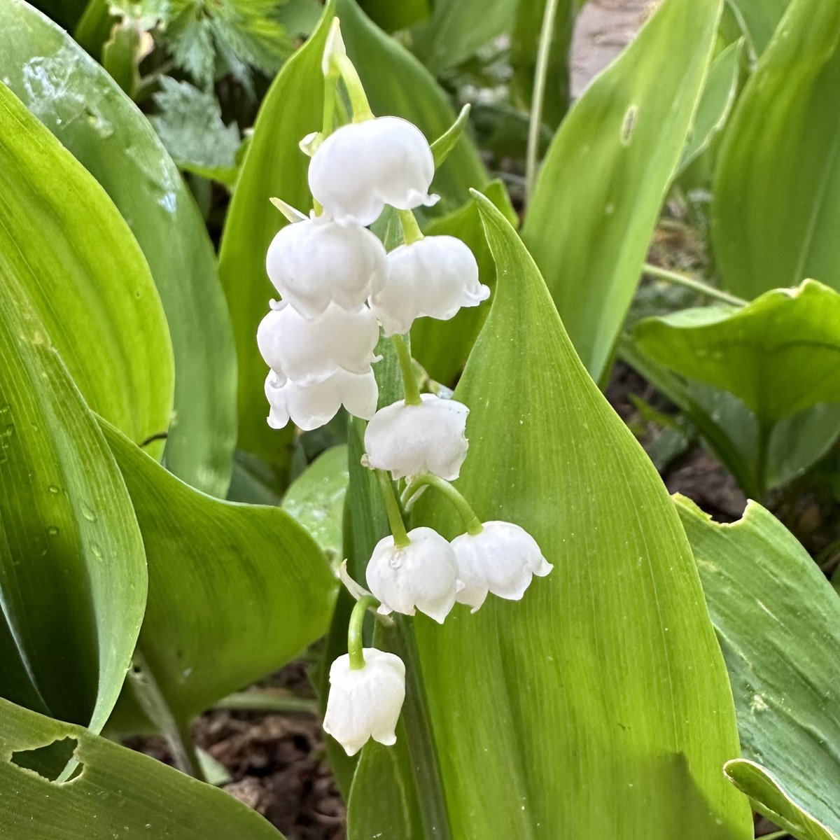 Pünktlich zum Feiertag blüht das #Maiglöckchen im Kleingarten.