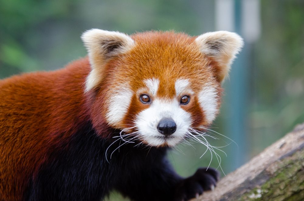 Red Panda Every Hour! (@RedPandaEveryHr) on Twitter photo 2024-05-01 17:58:31