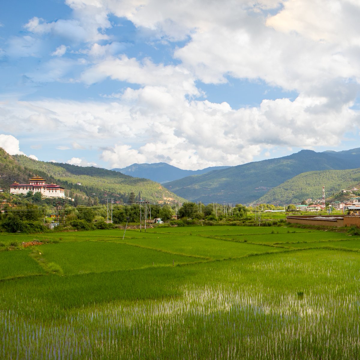 Bhutan's summer presents a unique mix of natural beauty and exciting adventures without missing out on rich cultural experiences. This is the time of the year when the forests and vast landscapes of terraced fields are at their greenest.