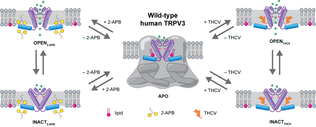 Alexander Sobolevsky (@alexandersobol6) on Twitter photo First structures that illustrate opening of wild-type human TRPV3 (no sensitizing mutations!) by agonists, 2-APB or THCV, acting through different binding sites and expelling lipid from the vanilloid site. <a href="/knadezhdinPhD/">Kirill Nadezhdin</a> @arthurCantab <a href="/IrinaTalyzina/">Ira Talyzina</a> science.org/doi/10.1126/sc… First structures that illustrate opening of wild-type human TRPV3 (no sensitizing mutations!) by agonists, 2-APB or THCV, acting through different binding sites and expelling lipid from the vanilloid site. <a href="/knadezhdinPhD/">Kirill Nadezhdin</a> @arthurCantab <a href="/IrinaTalyzina/">Ira Talyzina</a> science.org/doi/10.1126/sc…