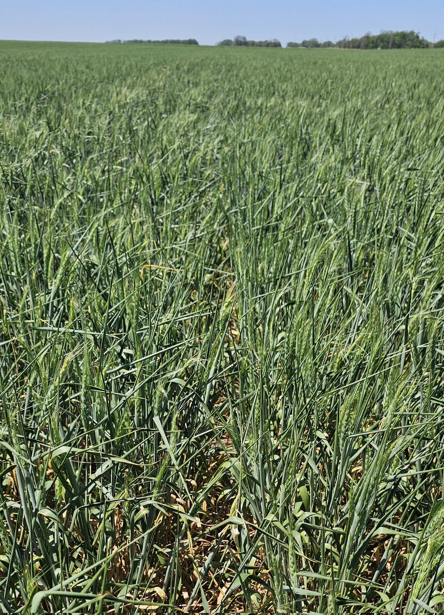 KS Providence shows curled leaves from drought + some freeze damage in Rice County. #wheat