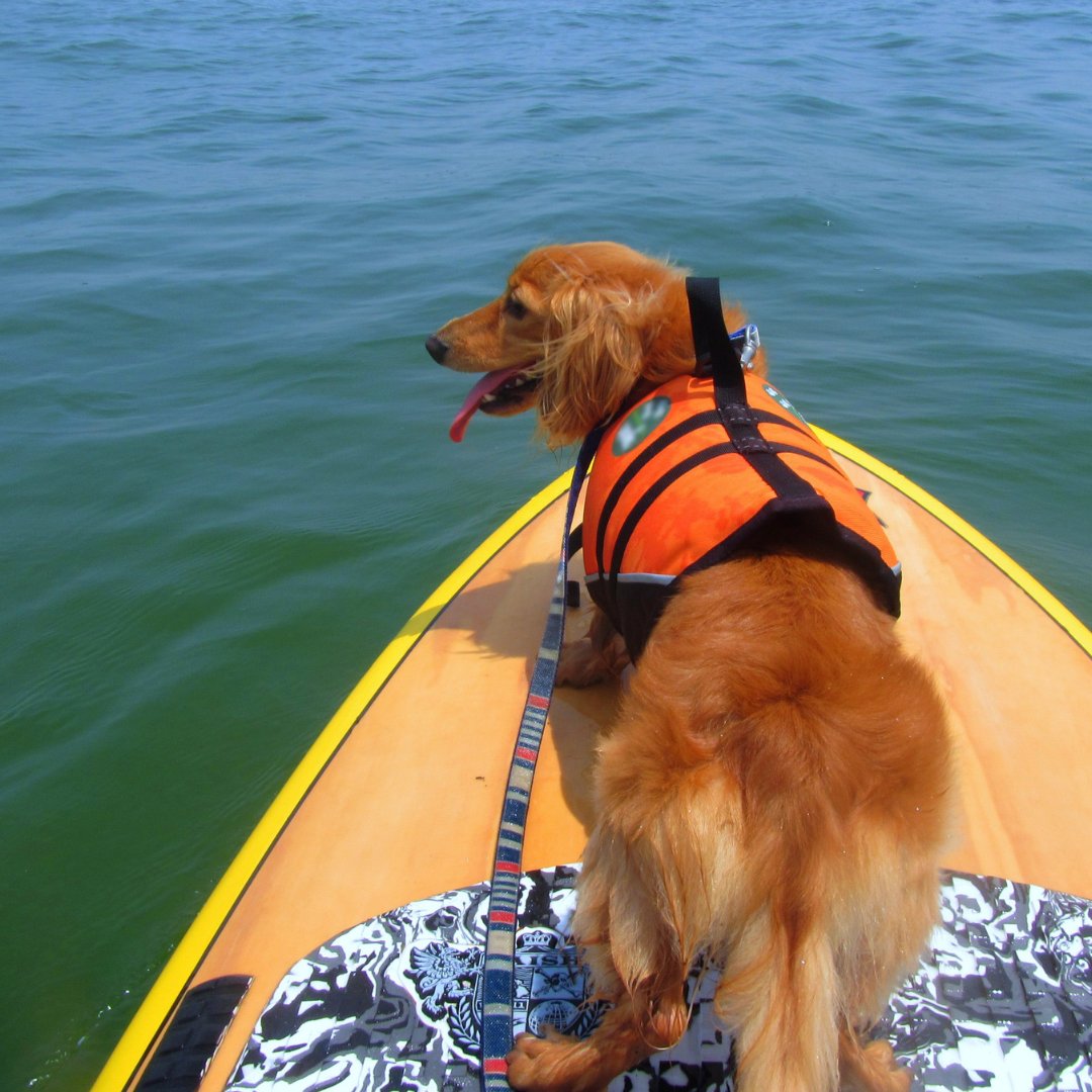 May is #BCInvasiveSpeciesMonth!  Boats, kayaks, canoes & SUPs can carry #InvasiveSpecies from one body of water to another. Stop the spread by practicing #CleanDrainDry. Check out our 5-point checklist to prevent the spread of aquatic invasive species 

georgiastrait.org/2024/03/give-t…