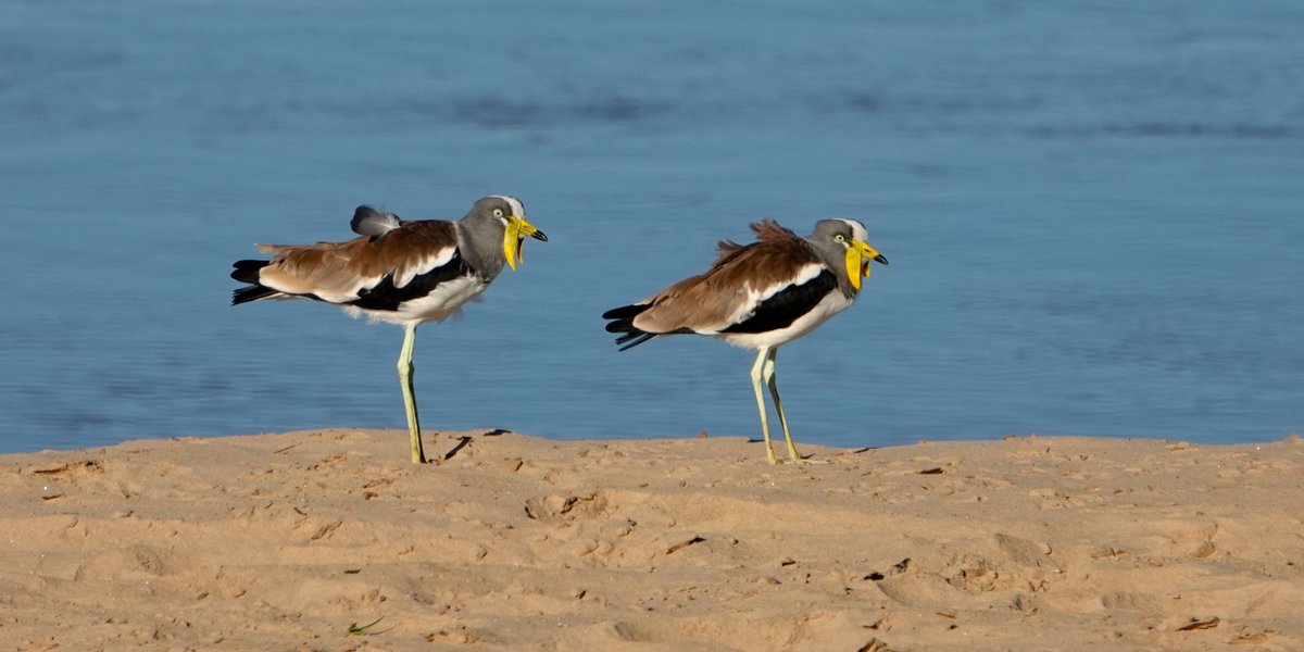 'Mitbringsel' aus dem South Luangwa Nationalpark: Weißscheitelkiebitze (Vanellus albiceps / englisch: White-crowned Lapwing).
#Zambia #BirdsSeenIn2024 #ThePhotoHour #Birdwatching #NaturePhotography #BirdPhotography