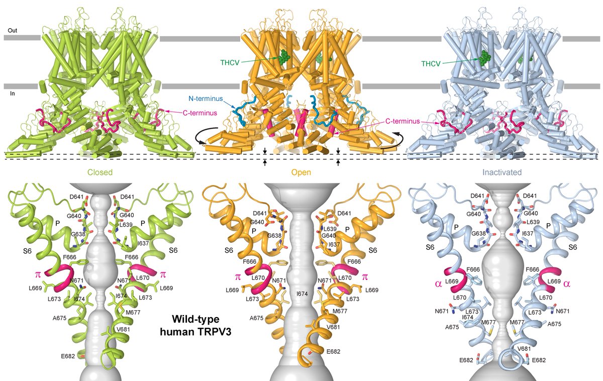 Alexander Sobolevsky (@alexandersobol6) on Twitter photo Happy to share the conformational ensemble of wild-type human TRPV3. For the first time the channel structure is open by applying agonists, 2-APB or THCV, without sensitizing mutations! <a href="/knadezhdinPhD/">Kirill Nadezhdin</a> @arthurCantab <a href="/IrinaTalyzina/">Ira Talyzina</a> science.org/doi/10.1126/sc… Happy to share the conformational ensemble of wild-type human TRPV3. For the first time the channel structure is open by applying agonists, 2-APB or THCV, without sensitizing mutations! <a href="/knadezhdinPhD/">Kirill Nadezhdin</a> @arthurCantab <a href="/IrinaTalyzina/">Ira Talyzina</a> science.org/doi/10.1126/sc…
