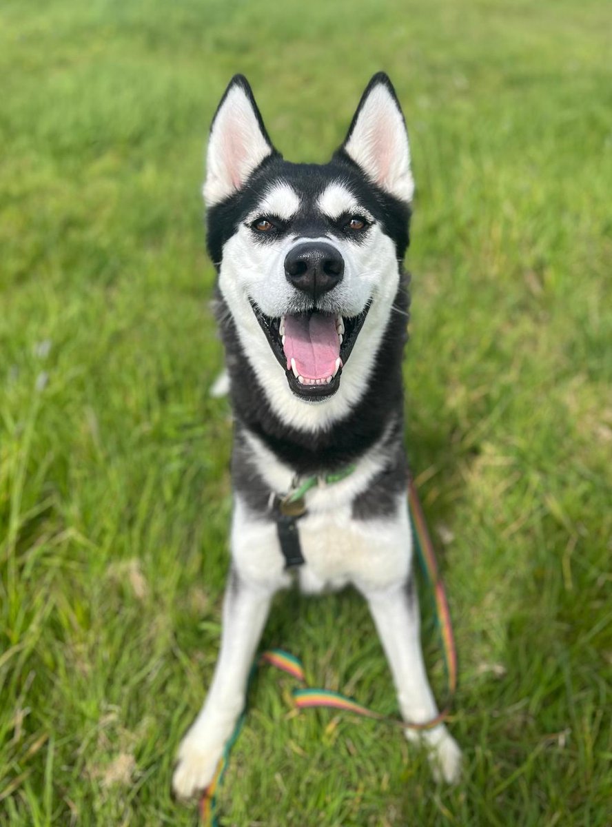 We cannot understand why Odin hasn't received any interest since we posted his handsome face online! 😍🐶 This boy is always smiling and keen to make new friends - lets all share his smile in the hope his new family spot him soon. 🙏 #RescueDog #Husky #CotsDogsCats