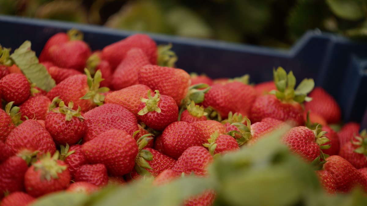 Embrace the sweetness of #StrawberryMonth! 🍓 Get your #EFIcertified strawberries from @GoodFarms, @WindsetFarms or Central West Produce. 

EFI brings transparency to the food system and improves the lives of farmworkers.