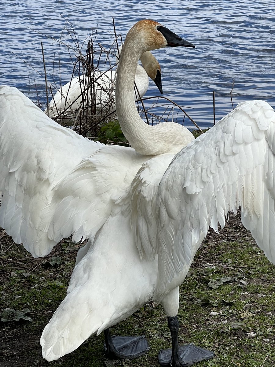 Spreading his wings…