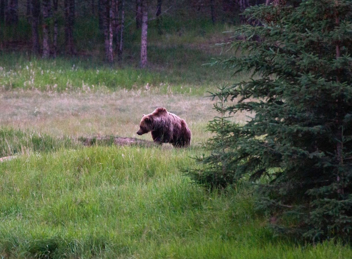 (1/3) Hello bear! 🐻 The first grizzly bear was reported yesterday, April 30, around the Jasper Park Lodge Golf Course and Trail 7 looking for early spring green-up! 🐻 do not approach the animal - keep 100 meters away from any bear, cougar, or wolf 📍 Jasper Park Lodge (2023)