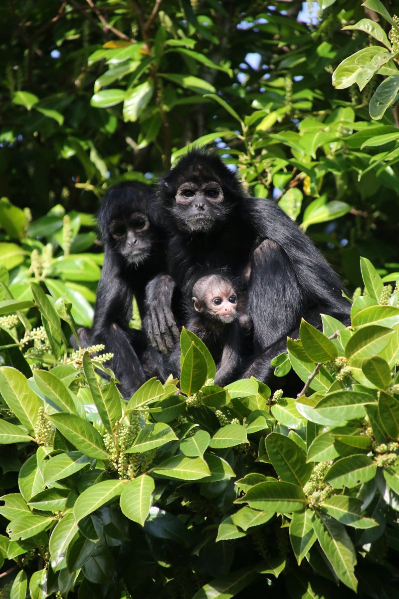 Animal photography (@ianzoopics) on Twitter photo Nice little Family Portrait from the Spider Monkeys <a href="/chesterzoo/">Chester Zoo</a> #spidermonkey #babymonkey #chesterzoo #chesterzoophotography #chesterzoopics Nice little Family Portrait from the Spider Monkeys <a href="/chesterzoo/">Chester Zoo</a> #spidermonkey #babymonkey #chesterzoo #chesterzoophotography #chesterzoopics