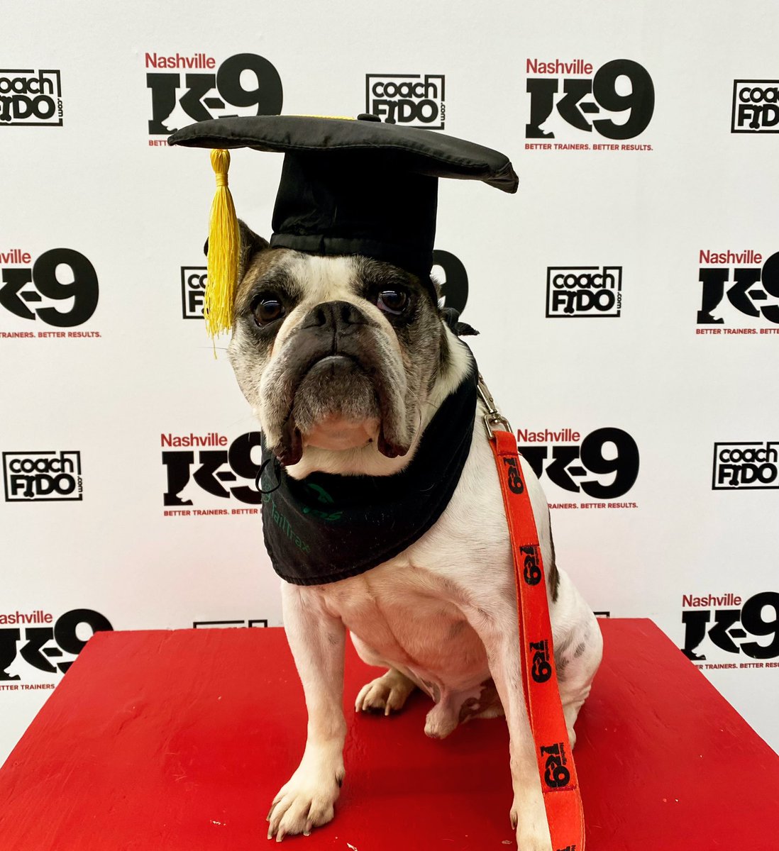 Congratulations, Winslow! You graduated!! 

#bulldogterriercross #puppy #dogtraining #nashville #nashvilledogtraining  #franklin #brentwood #obedience #nashvilledogtrainer #positivereinforcement #clickertraining #agility #behavior #bettertrainers #betterresults #NashvilleK9