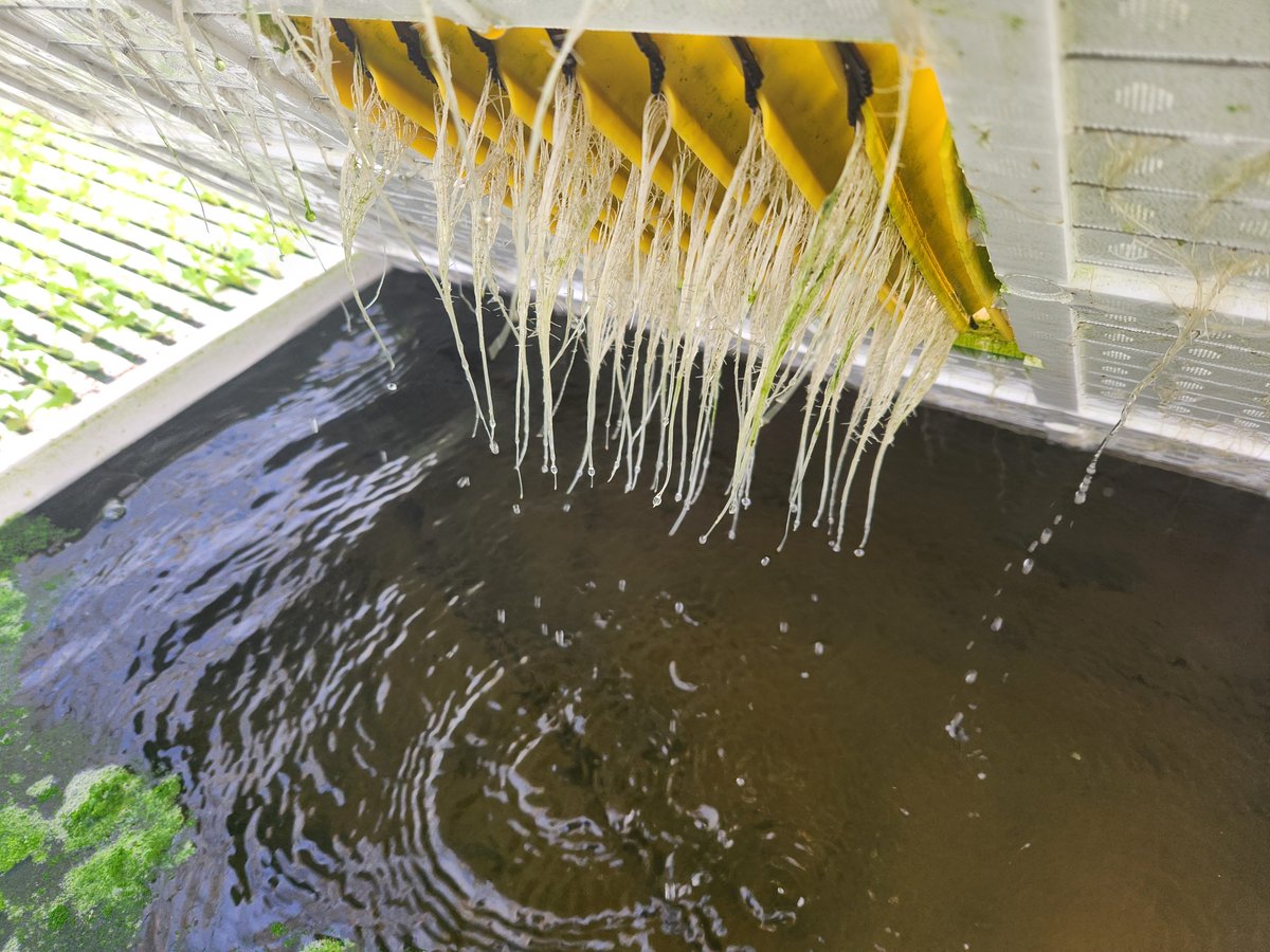 Spudshacks's tweet image. This will be not my last test for growing without substrate of course. To grow greens with no substrate is always attractive ways for me. And I am more exciting day by day after see some good result. Sure still we have to improve the things again and again.