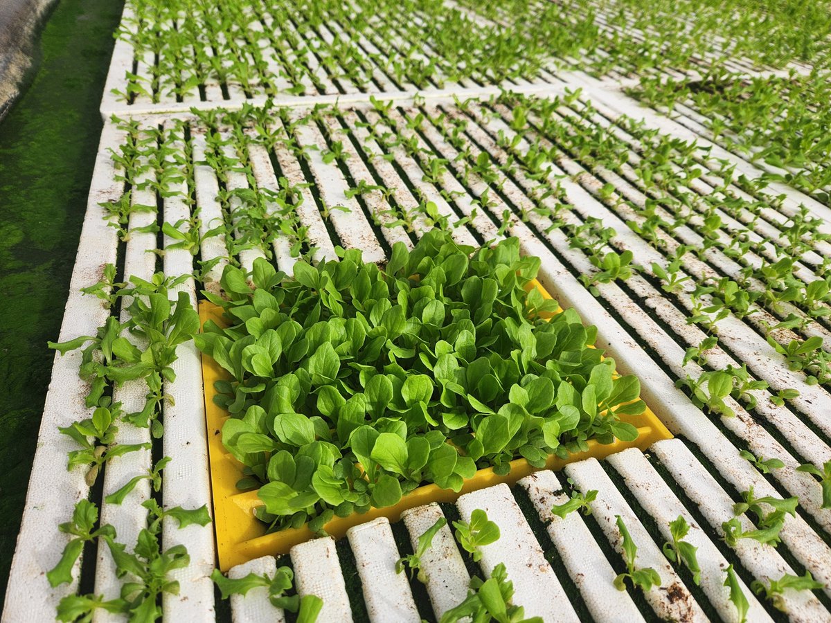 Spudshacks's tweet image. This will be not my last test for growing without substrate of course. To grow greens with no substrate is always attractive ways for me. And I am more exciting day by day after see some good result. Sure still we have to improve the things again and again.