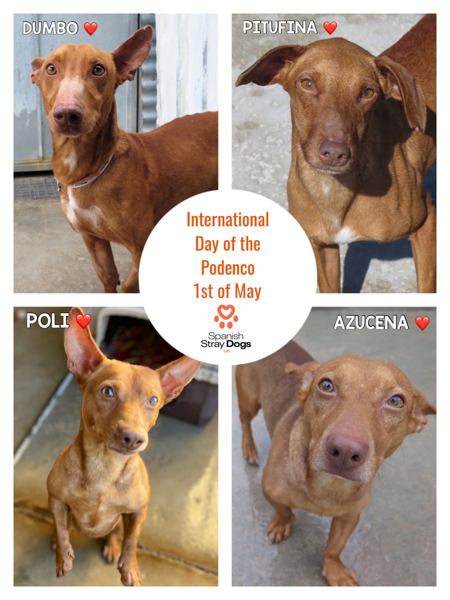 May 1st, International Day of the Podenco, day we celebrate this very special, loyal breed of dog, so sad that Spain can allow cruelty these poor Podenco’s often endure in hands of hunters 😞 Please consider changing a Pod’s life forever 🙏 spanishstraydogs.org.uk #podenco