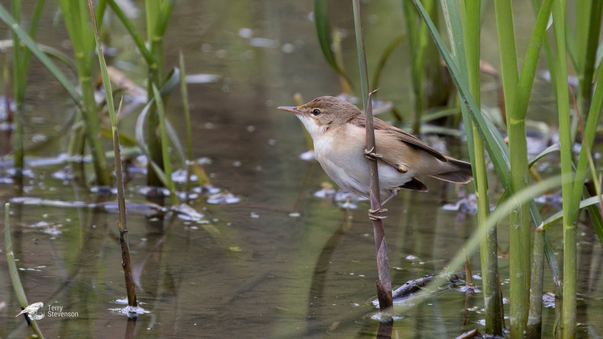 Lots of #Reed_Warblers chattering all over @slimbridge_wild today #Glosbirds