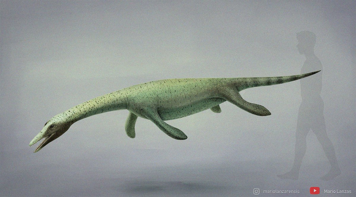 PISTOSAURUS, from the video (youtube.com/watch?v=DiuSSJ…) dedicated to Aquatic animals of the Mesozoic, was a Sauropterygian of the Triassic. similar to Plesiosaurs, but not one yet #pistosaurus #paleoart #triassic