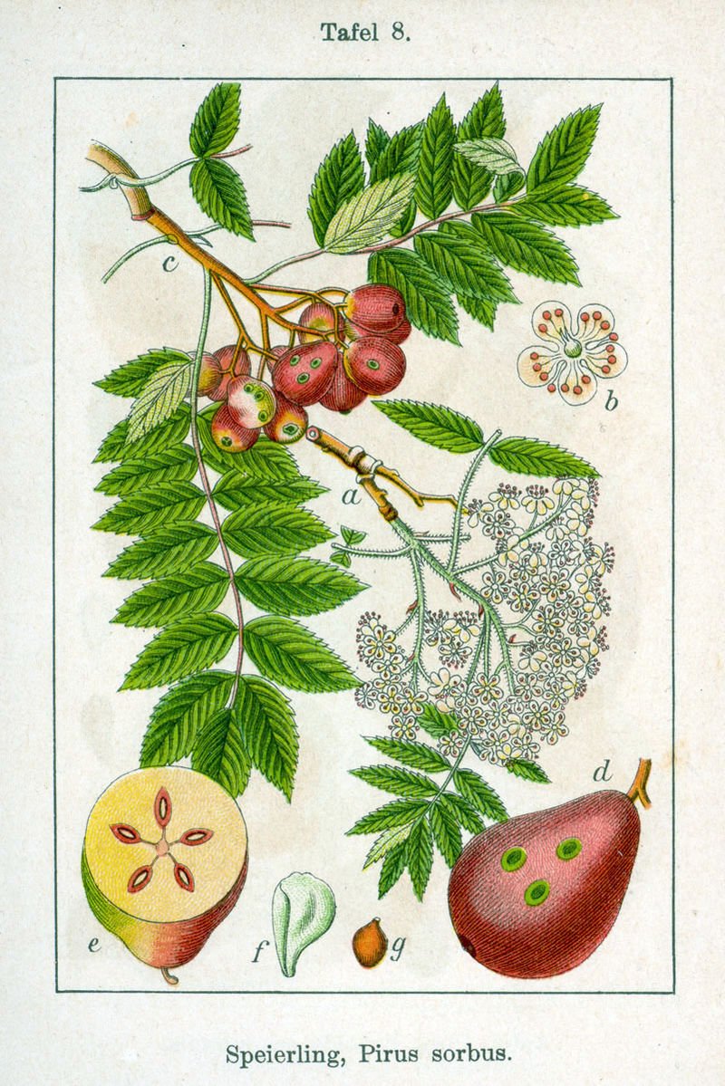 If you want to plant trees, pehaps start a forest, Sorbus domestica is a great candidate.

It grows straight, even if alone, thus mimics old forests. Mine is 3 years old, already 3m tall & straight. It's a fruit tree that grows wild, usually on limestone, prefers a lot of sun 1/?