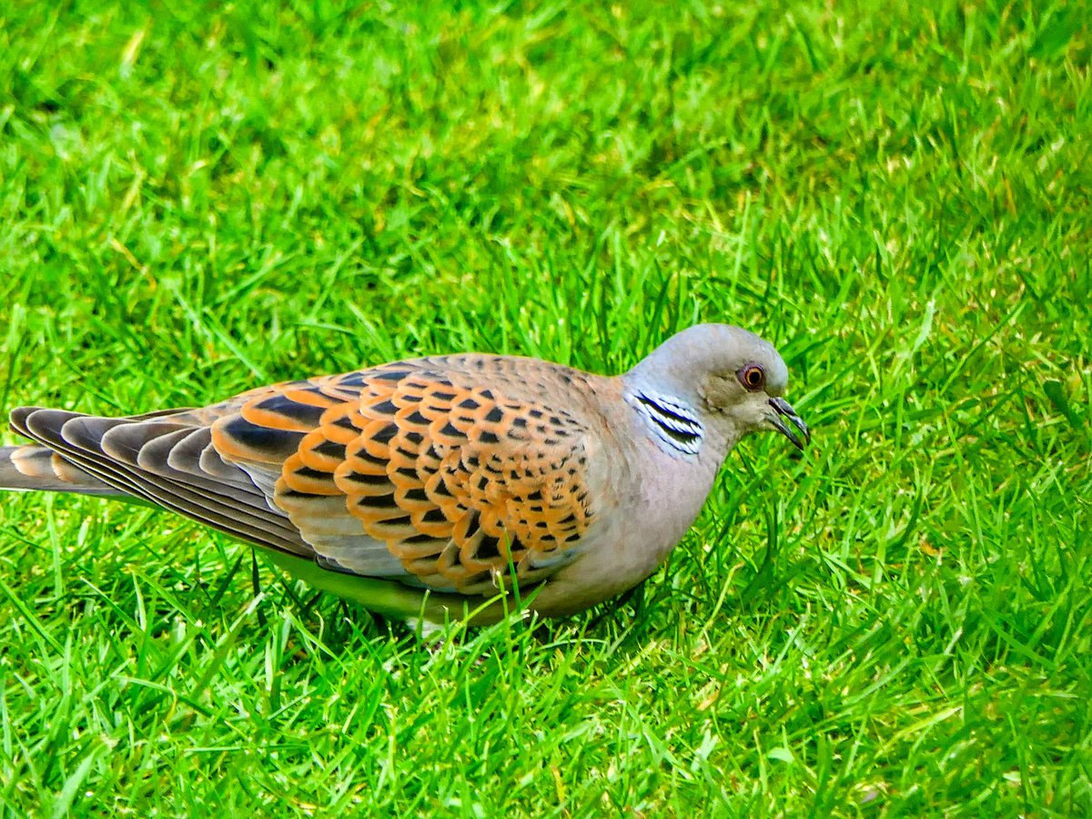 @SaveTurtleDoves @wildlifebcn @RSPBEngland What a relief, havent seen the Turtle Dove for a week,was so worried something had happened to him. Then he arrives in my garden this evening, yaayyyy.