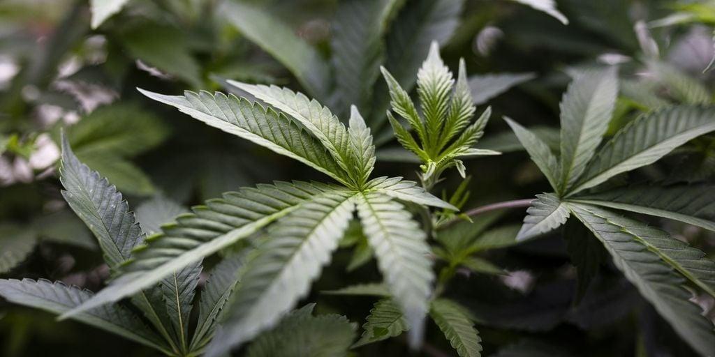 Senate Democrats reintroduce bill to federally legalize marijuana crainscleveland.com/politics-polic…