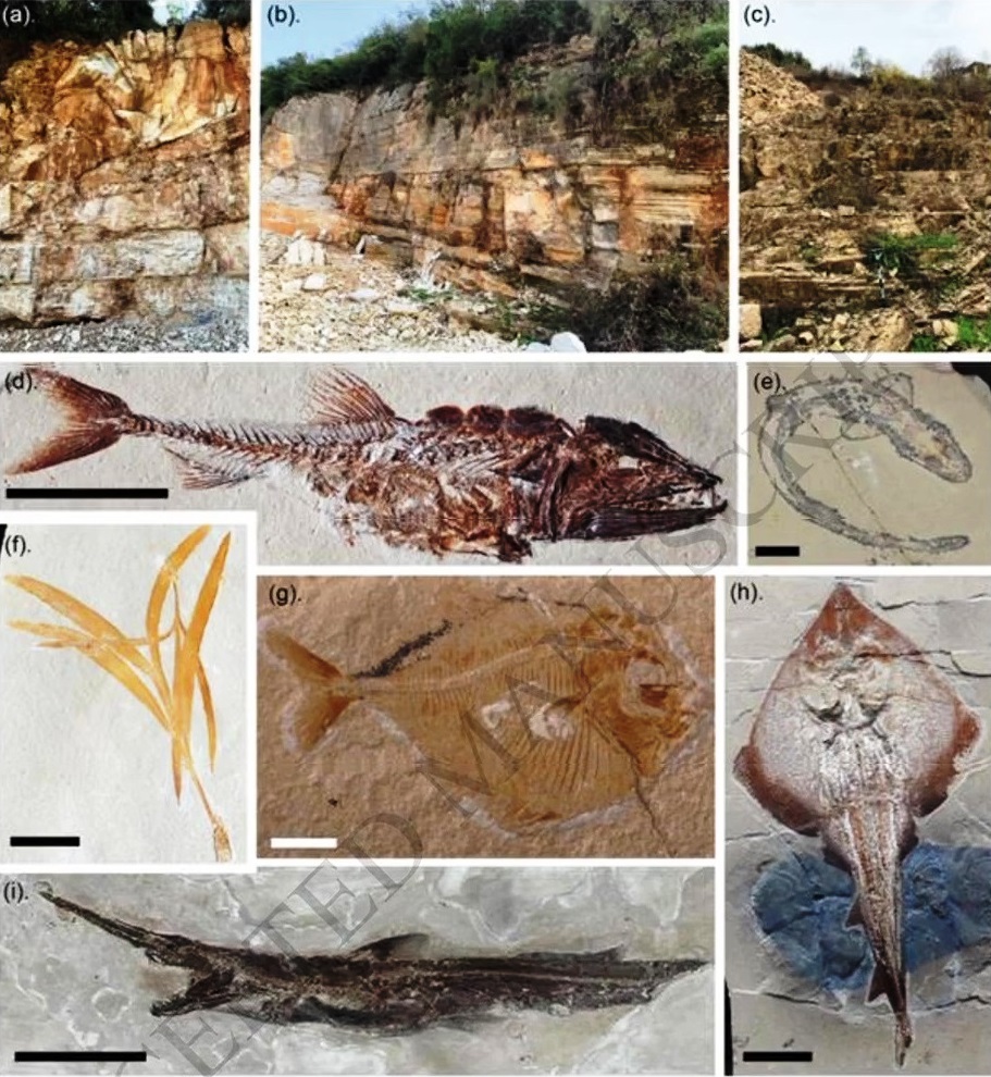 Great new review paper out on the fish beds of #Lebanon. As i'm working on a lebanese project this is fortuitous. And very useful, as it has references even I didn't know 😃Which is the geatest compliment you can give a review paper. Go check it out. pubs.geoscienceworld.org/jgs/article/do…