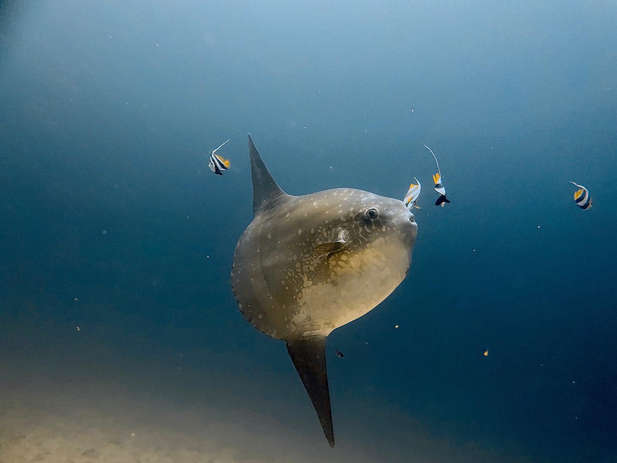 Neuro_komarov's tweet photo. 4 days of underwater wonder hunting in the Arabian gulf. Nudibranch galore, with a bonus Mola mola https://t.co/PKzXz8wbjO