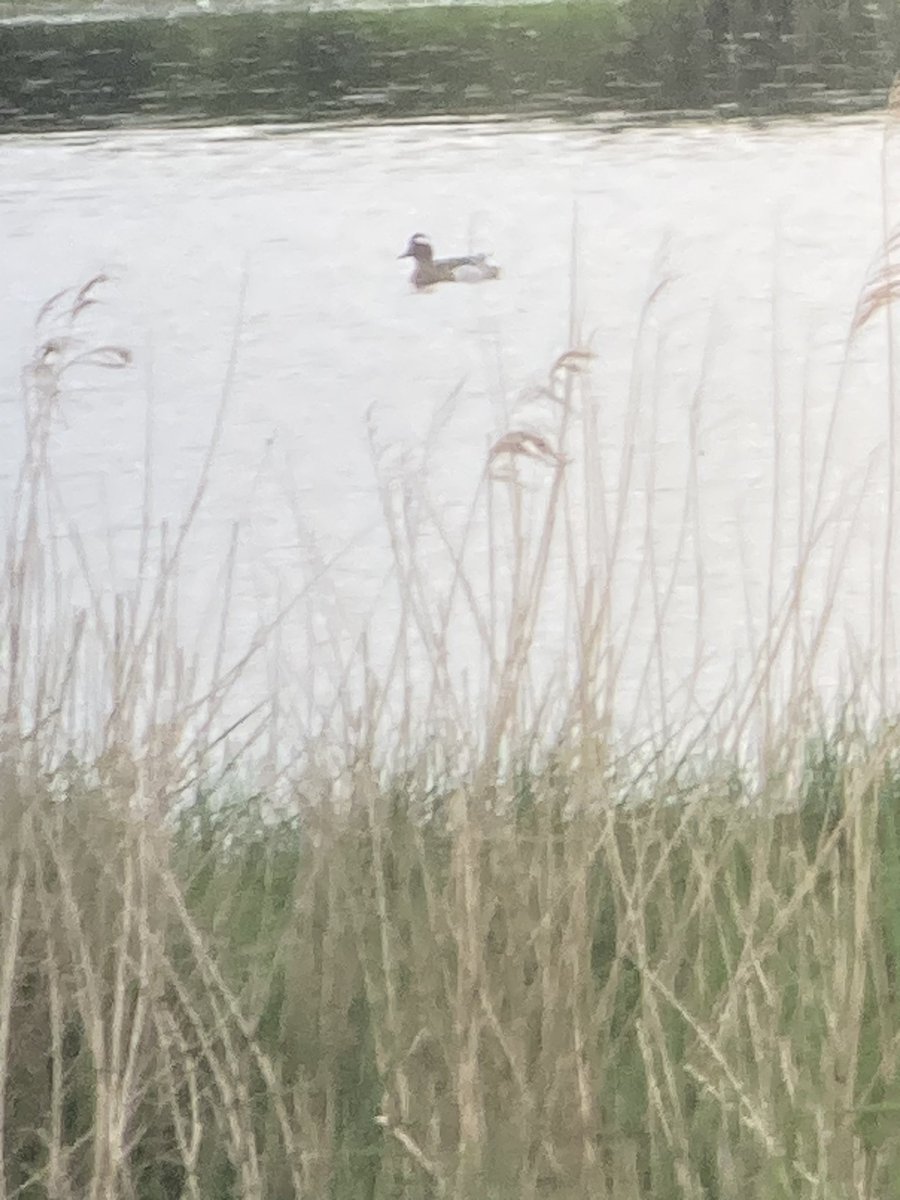 Drake Garganey on Exminster Marsh this evening showing very distantly from the canal bank - a great find by @ExminsterMarsh at the precise time the Garganey at Black Hole Marsh was also found !