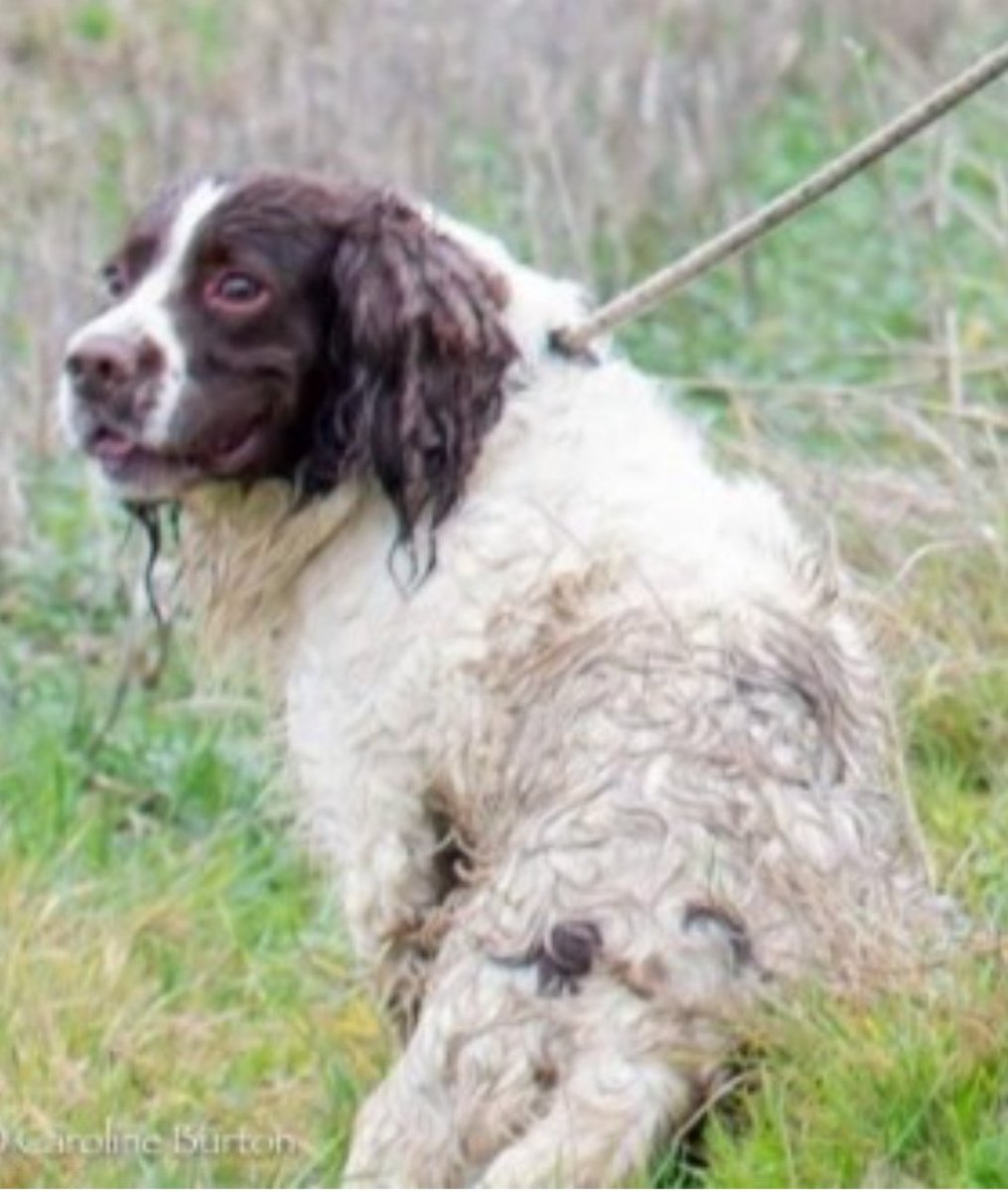 FLYNN #SpanielHour #STOLEN
Male #EnglishSpringerSpaniel Adult liver and white Microchipped

#Missing 16 Nov 2020 #Yelvertoft #Northamptonshire NN6

doglost.co.uk/dog-blog.php?d…