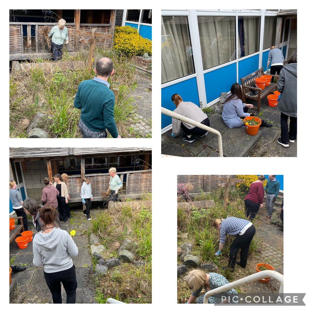 💙💛Staff decided to make a start on our central quad after school today, as part of a well-being meeting, organised by our well-being team. It was great being outside in the fresh air and working together. @OakTreesMAT @The_RHS @GWandShows 💛💙