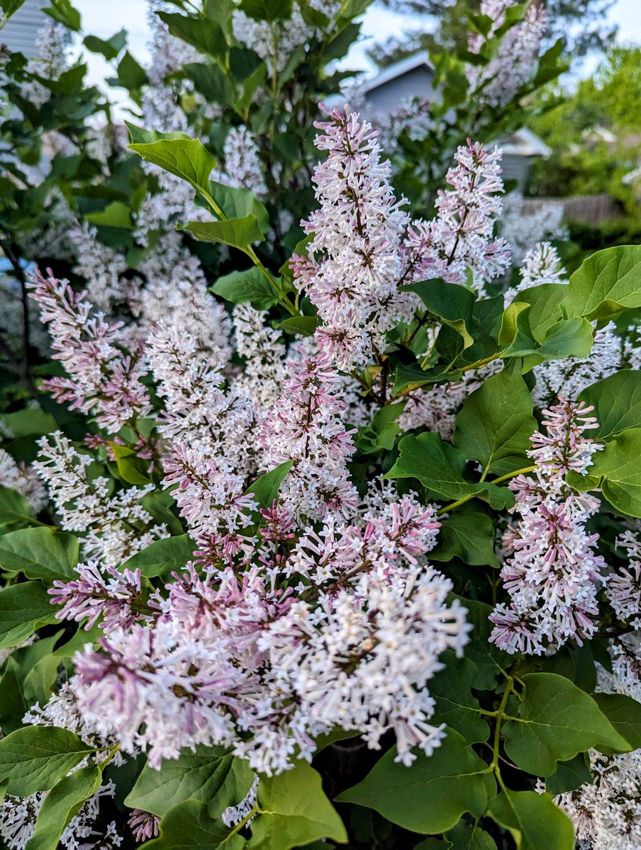 For anyone not blooming in their life or creative process, a short mediation I wrote for @reckonreview on fallow periods, grief and loss, and the sweet, fleeting presence of lilacs Thank you to @CharlotteHam504 for guiding this column into the world & to @mgnlcs for a lit home