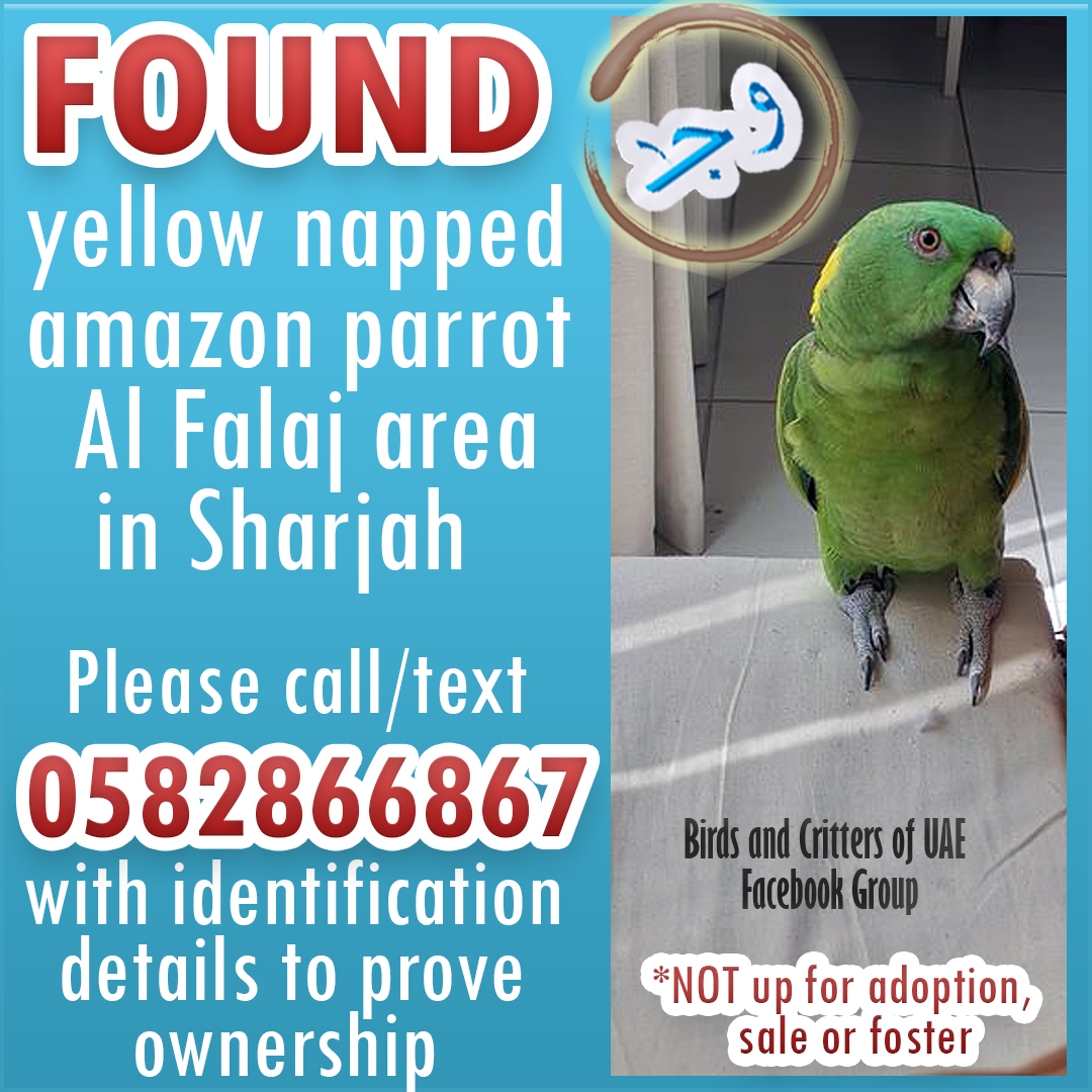 #foundpet #foundparrot #lostandfoundparrots #lostandfoundparrotsinuae #birdsandcrittersofuae #lostandfoundparrotsuae #lostandfoundpetsuae #parrots #amazonparrot  #uae #sharjah #ajman #alfalaj #alfalajsharjah #alazrasharjah #alramtha #alriqasharjah