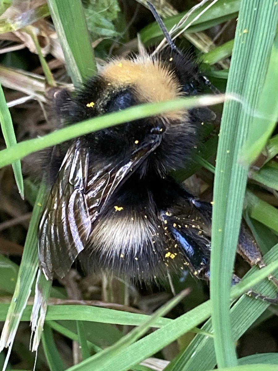 Picture taken by my clever daughter (7 years old). Beautiful to see all the yellow pollen on this beautiful wild bee #pollination #bees #nature #joy