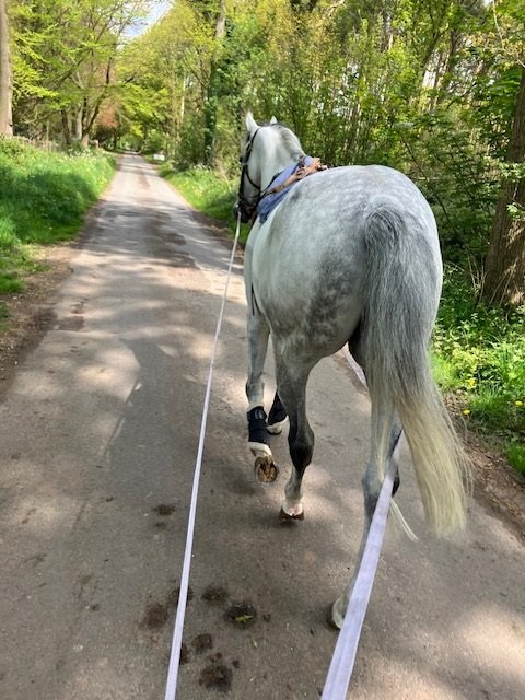 Heart warming to see that Robert Allcock's old warrior Alfred Boucher is enjoying the spring sunshine as his rehabilitation from the serious injury he suffered at Chester in September 2022 continues ❤️