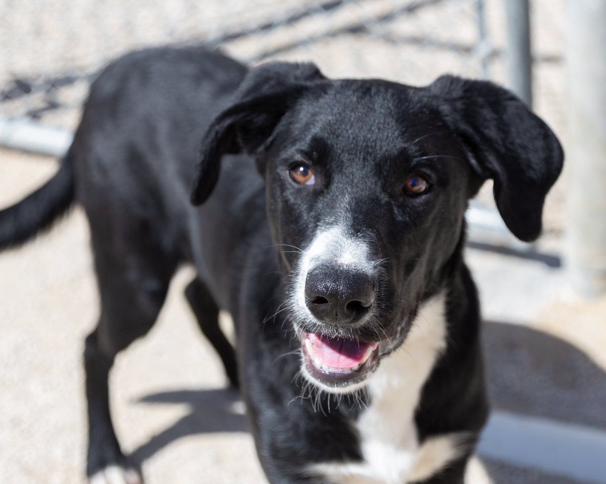 #adoptme Meet Felix Felix is a fun-loving, curious pup who loves to play! Felix is a smart cookie who learns quickly, and he's always up for a game of fetch or an adventure in the great outdoors. petfinder.com/dog/felix-7150…