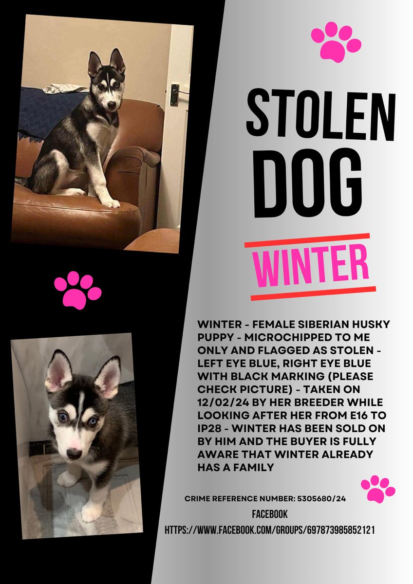 Female #SiberianHusky Grey/White #missing #stolen from London #E16 area, #SouthEast since Monday, 12/2/24. 💥 DETAILS ON POSTER BELOW 💥⬇️⬇️ FB Group: facebook.com/groups/6978739… DL: doglost.co.uk/dog-blog.php?d… #StolenDog #MissingDog #DogsOfTwitter