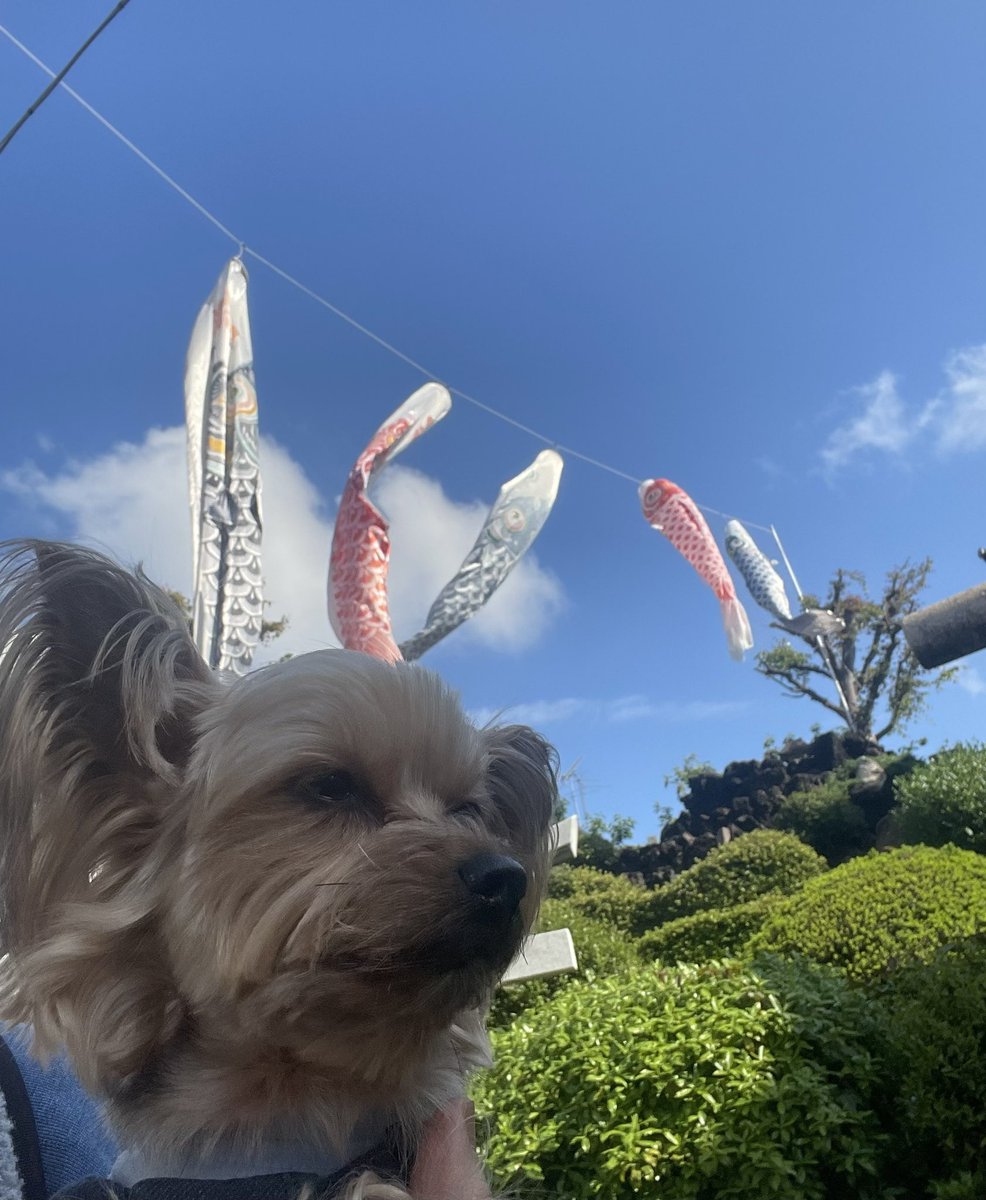 hisatomihome's tweet photo. おはようございます🐶☺️
ゴールデンウィーク真ん中の5月2日。北町商店街の⛩️浅間神社です🐶☺️朝は涼しいですが、☀️日差しが眩しいです🐶☺️ https://t.co/U9uFeLzBAF
