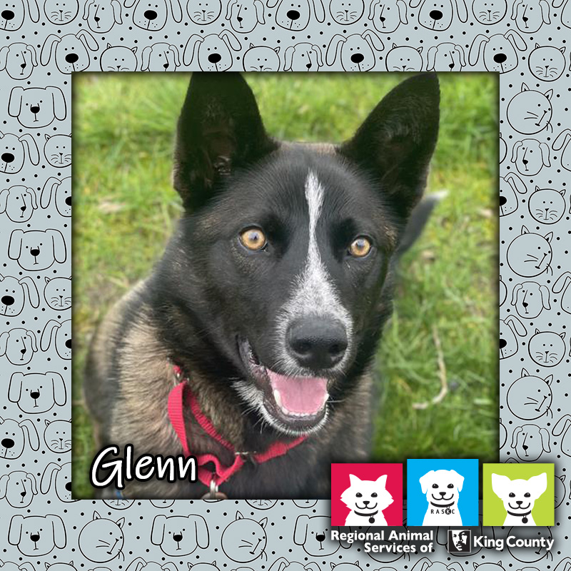 We’re loving those big, bright eyes on Glenn, our #PetOfTheWeek! 🐶 tailsfromraskc.com/2024/05/02/pet…

You can 'Pick Your Price' on dog adoptions all this month! Check kingcounty.gov/AdoptAPet for details.