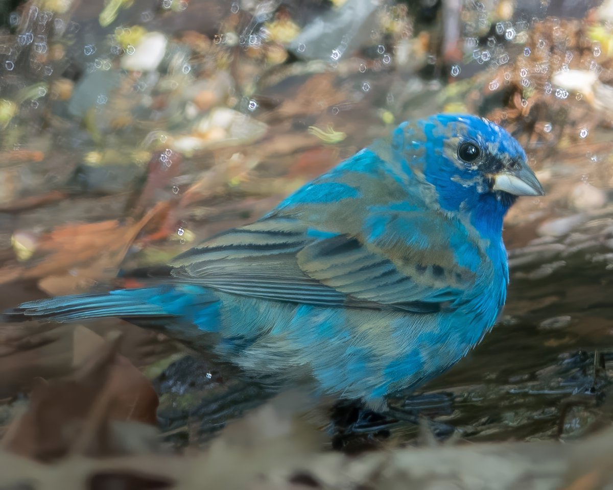 Nemesis bird no longer! Indigo Bunting coming down for a drink this afternoon at the Point. Thanks to @gigpalileo for the alert. #birdcpp #BirdsSeenin2024 #birdphotography #birdwatching