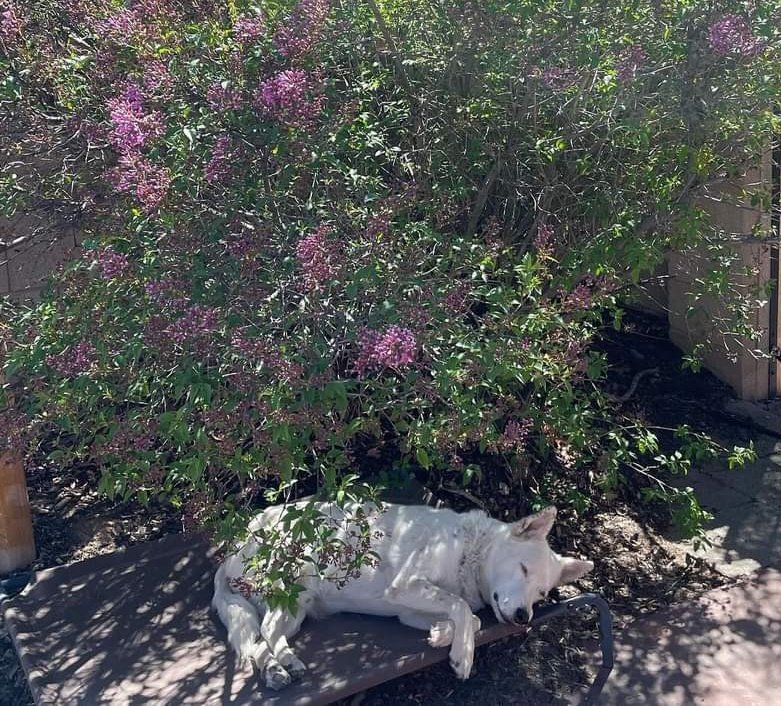 DividedRy's tweet image. Happy 7th birthday to Otto, who can rock a nap under the lilacs like none other! In a few months I'll also be 7 in dog years but he's definitely aging more gracefully. ❤️