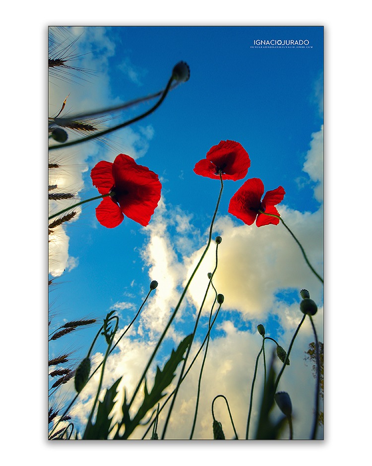 Título: Amapolas en primavera.
Fotografía realizada en Alcalá de Guadaíra, Sevilla.

#amapolas #Primavera #primavera2024 #photooftheday #sevilla #alcaladeguadaira #ignaciojurado #fotografiadigitalignacio