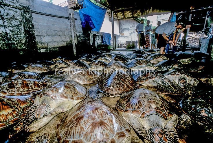 Green sea turtles in an illegal slaughterhouse in Denpasar, Bali, Indonesia. 2002. Gary Moore photo. Real World Photographs. #turtles #environment #animals #wildlife #bali #indonesia #illegal #trade #garymoorephotography #realworldphotographs #nikon #photojournalism #photography