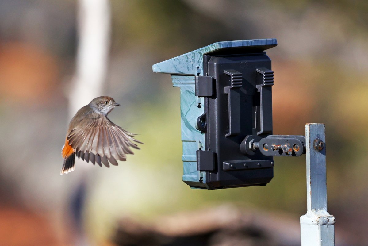 Is this my best side? A chestnut-rumped thornbill making absolutely sure that they got a good shot on the camera trap 😆 At Gluepot on the weekend. I have to work today but will be trying to play catch-up in coming days. Great to be back!