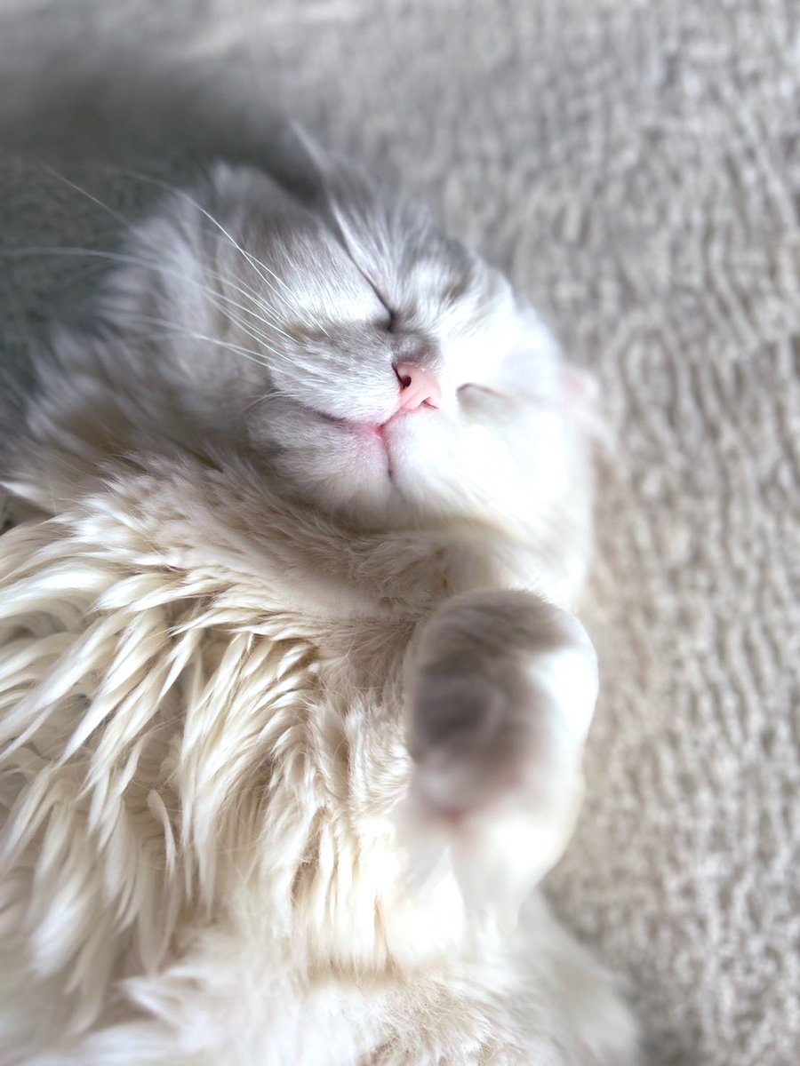 おはようございます＼( 'ω')／
本日の朝礼当番は「てんちゃん」です🍀😊😺

なんだか御利益がありそう☺️

#ラグドール
#メインクーン
#スコティッシュフォールド
#ragdoll
#maineCoon
#scottishFold
#猫のいる暮らし
#メインクーン部
