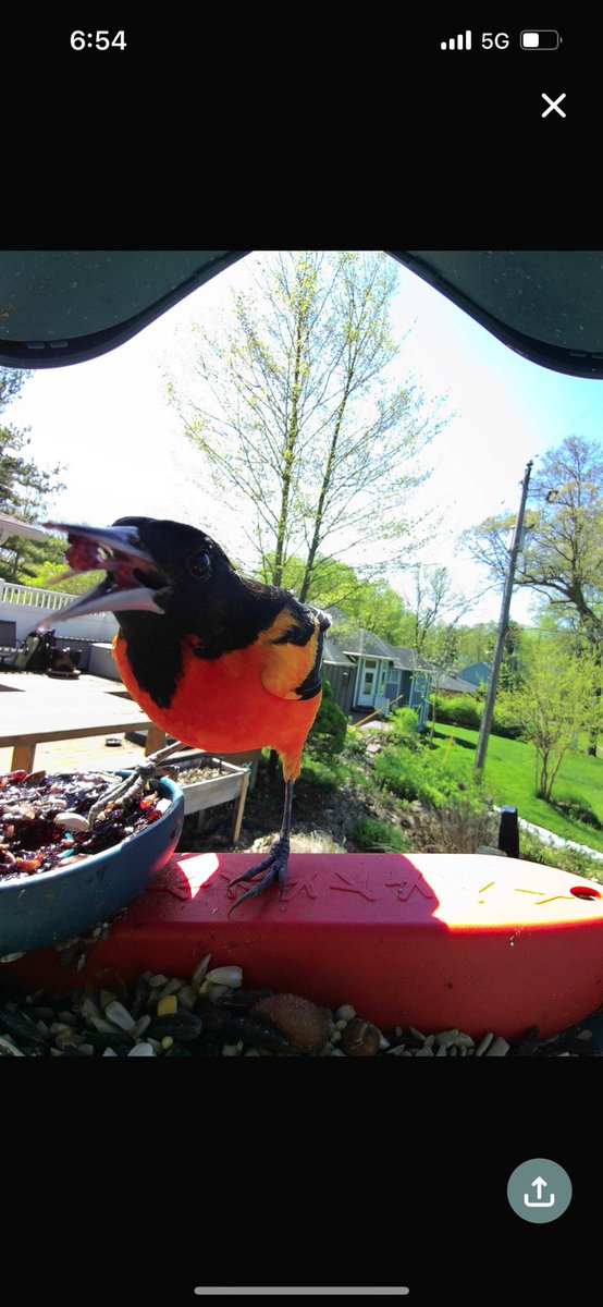 This oriole is really excited about the grape jelly