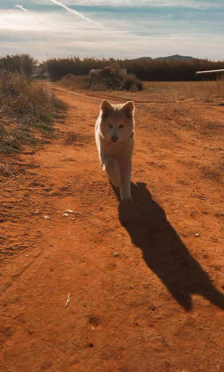 Have you seen this dog?

We are asking the communities help in locating this dog. If found, please contact the Santa Clara - Ivins Police Department and refer to incident 24SCI0812.