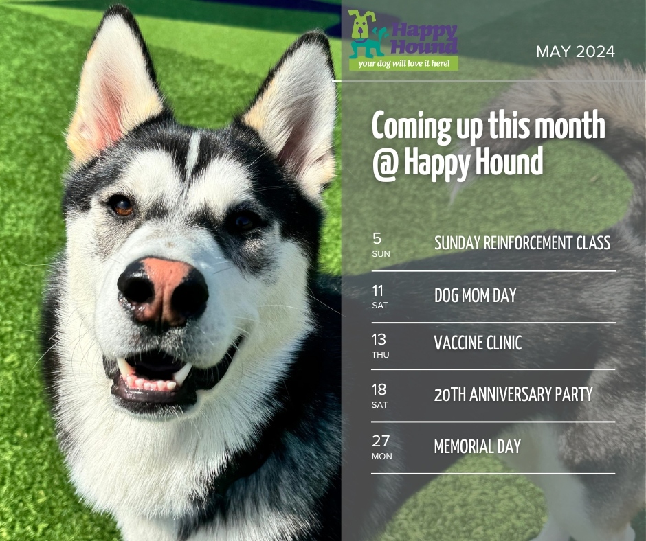 It’s May! Here’s what we have coming up this month @ Happy Hound:

5 - Sunday Reinforcement Class
11 - Dog Mom Day
13 - Vaccine Clinic
18 - 20th Anniversary Party
27 - Memorial Day

#DogPark
#DogBoarding
#DogDaycare
#EastBayDogs
#DogsOfOakland
#YourDogWillLoveItHere