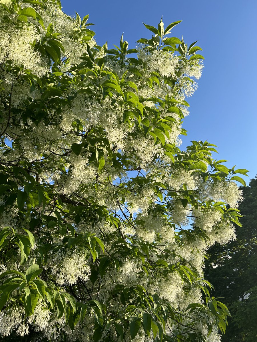 Fringe tree at golden hour.